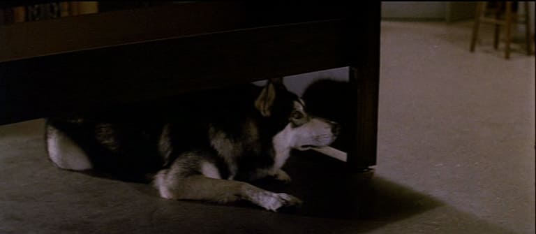perro